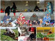 راه اندازی ۶ صندوق خرد زنان روستایی در بخش جغین