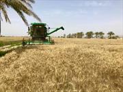 حوادث اقلیمی بر برداشت گندم بیش از ۳۰ هزار هکتار از مزارع شهرستان شیراز اثر گذاشته است
