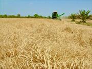 کاهش ۳۰ درصدی خرید تضمینی گندم از کشاورزان خراسان جنوبی
