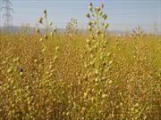 جلوگیری ازخروج بذر استان بدون مجوز سازمان جهاد کشاورزی