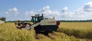 ۷۵ درصد برنج گیلان برداشت مکانیزه شد