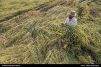 گزارش تصویری/برداشت برنج طلایی در مازندران