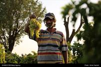 طرح «فراز» فقط در سطح ۶۲ هکتار از باغات انگور اجرا شده است