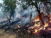 فیلم/ آتش دوباره به جان جنگل های کردکوی افتاد