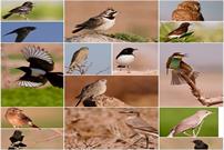 ۵۵ گونه پرنده جدید در خراسان جنوبی ثبت شد
