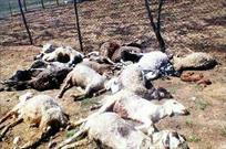 گرگ های گرسنه ۱۰ راس گوسفند در ییلاقات شهر لاهرود را تلف کردند