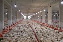 تشکیل پرونده ۳ میلیارد ریالی مرغ در حاجی آباد