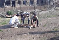کاروان سلامت دام در استان گلستان آغاز به کار کرد