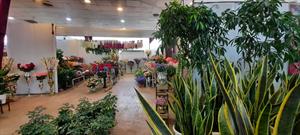 برگزاری نمایشگاه گل و گیاه در قزوین