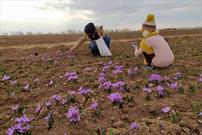 کاهش ۷۵ درصدی تولید زعفران در سرایان