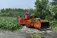 ۲۰۰ هکتار از اراضی تالاب انزلی از گیاه مهاجم سنبل آبی پاکسازی شد