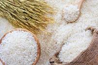 اجرای مصوبه کارگروه تنظیم بازار در گیلان/ تخلیه برنج کشاورزان از کارخانجات شالیکوبی