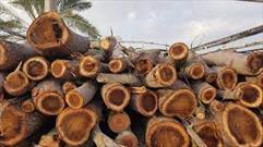 برخوردهای سریع و بازدارنده برای پیشگیری از قاچاق چوب در گلستان 