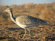 حبس و مجازات مالی در انتظار شکارچیان «هوبره»