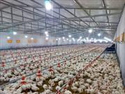 تولید سالیانه ۸۰۰ تن گوشت مرغ در شهرستان سرباز