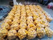 تهیه پرتقال برای ۲۰۰ خانواده تحت پوشش در مسجد امام حسن مجتبی(ع)