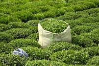 خرید ۱۰۸ هزار تن برگ سبز چای به ارزش ۸۸۹ میلیارد تومان از چایکاران شمال