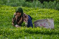 ​حمایت‌های قطره‌چکانی از صنعت چای/ عدم هماهنگی نرخ خرید تضمینی برگ سبز با تورم