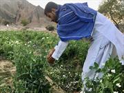 برداشت ١٠٠ تن نخود فرنگی از مزارع شهرستان سرباز