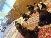 برگزاری  دوره های حلقه های صالحین  در کانون شهید مفتح  روستای کهکدان ملایر
