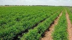 ۲۱ پروژه کشاورزی در خوسف افتتاح می شود
