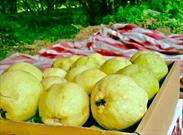 گزارش تصویری / آغاز برداشت میوه گواوا در جنوب سیستان و بلوچستان