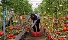 بزرگترین طرح گلخانه خراسان شمالی برای هزار نفر اشتغالزایی می کند