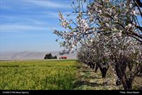 گزارش تصویری| شکوفه های بادام در مهارلوی شیراز