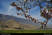 شکوفه های بادام در مهارلوی شیراز