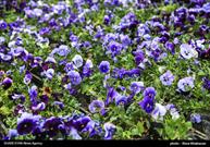 آغاز نهضت زیباسازی شهر ارومیه