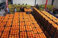 توزیع یک هزار تن میوه شب عید در ۷۰ غرفه در سطح استان قزوین