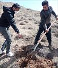 ۴۰۰ اصله درخت به همت فعالان کانون «نور نبوی» در روستای خوی كاشته شد