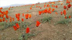 خودنمایی دشت لاله های رنگارنگ بسطاق در طبیعت بهاری