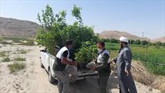 توزیع ۶۰۰ اصله درخت مثمر بین نیازمندان عنبرآبادی