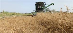 افزایش قیمت خرید گندم، انگیزه کشاورزان برای افزایش تولید این محصول را بیشتر می‌کند