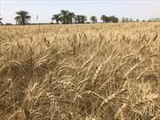خرید گندم از کشاورزان سیستان و بلوچستان از مرز ١١ هزار تن گذشت