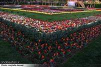 هشتمین جشنواره لاله ها میزبان مسافران نوروزی در البرز است