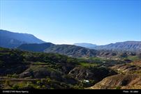 گزارش تصویری// کلم روستای بوته های سرسبز