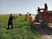 برداشت هندوانه از مزارع کشاورزان شهرستان دلگان + تصاویر