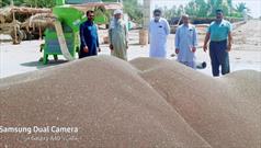 برداشت دانه های روغنی کلزا از مزارع بمپور