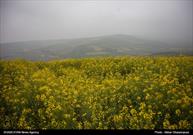 مزارع کلزا در استان مازندران