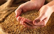 واریز بیش از ۱۰۸ هزار میلیارد ریال وجوه خرید تضمینی گندم توسط بانک کشاورزی