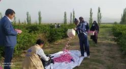 رونق صنعت گلاب گیری با جلوگیری از خام فروشی گل محمدی در سرایان