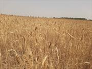 ۱۰۰ درصد مزارع دیم استان ایلام دچار خشکسالی شده است