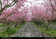 شکوفه های بهاری در بجنورد