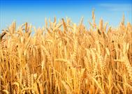 امسال ۵۴۲هزار تن گندم از مزارع آذربایجان غربی برداشت می شود