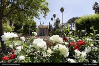 گزارش تصویری| یکم اردیبهشت روز سعدی