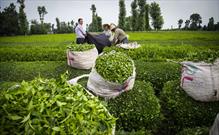 ​پرداخت بخشی دیگر از مطالبات چایکاران/ تولید ۱۱ هزار و ۲۵۳ تن چای خشک در کارخانجات شمال