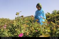 گزارش تصویری| جشنواره گل و گلاب در میمند فارس