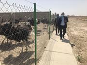 راه اندازی کشتارگاه اختصاصی شتر مرغ در منطقه سیستان